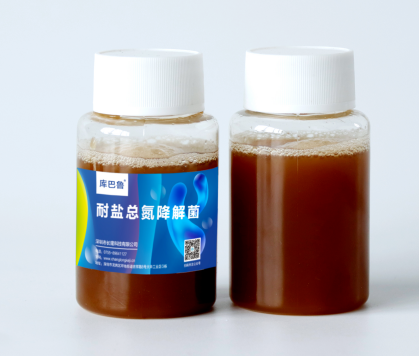 庫巴魯耐鹽總氮降解菌(反硝化細(xì)菌)